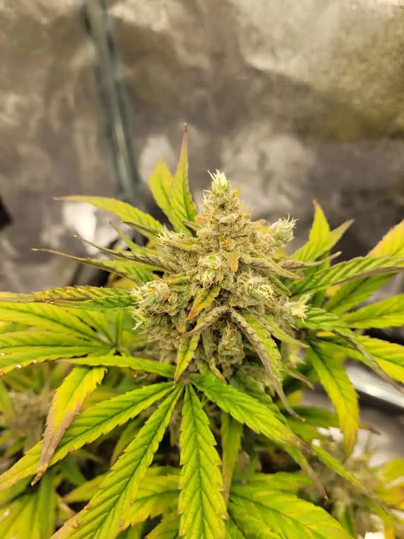 Almost Finished  — flower, day 77