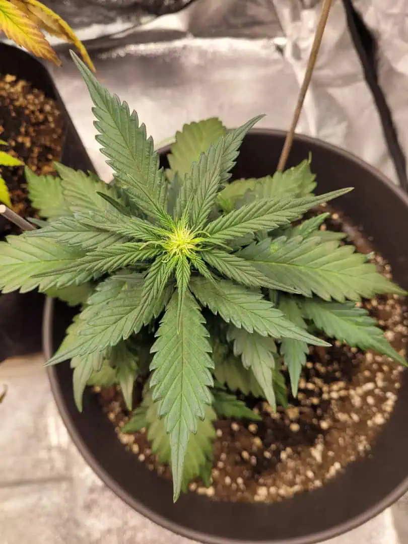 Grow #1 — flower, day 37