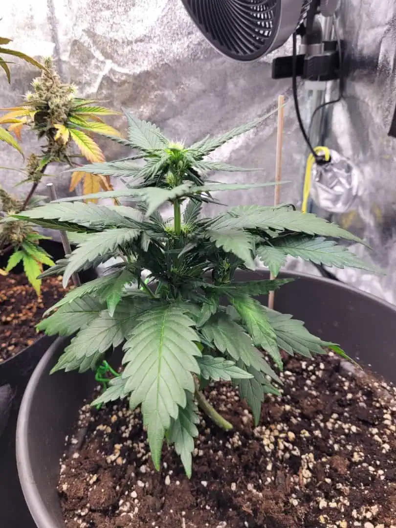 Grow #1 — flower, day 37