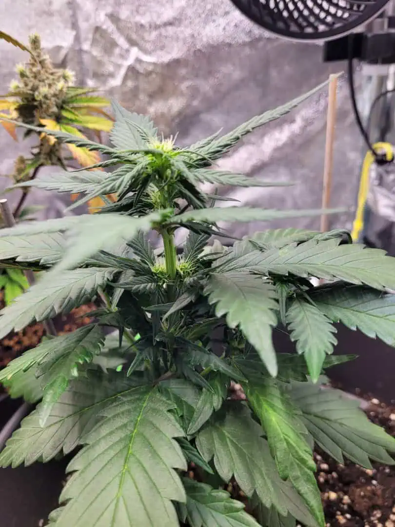 Grow #1 — flower, day 37