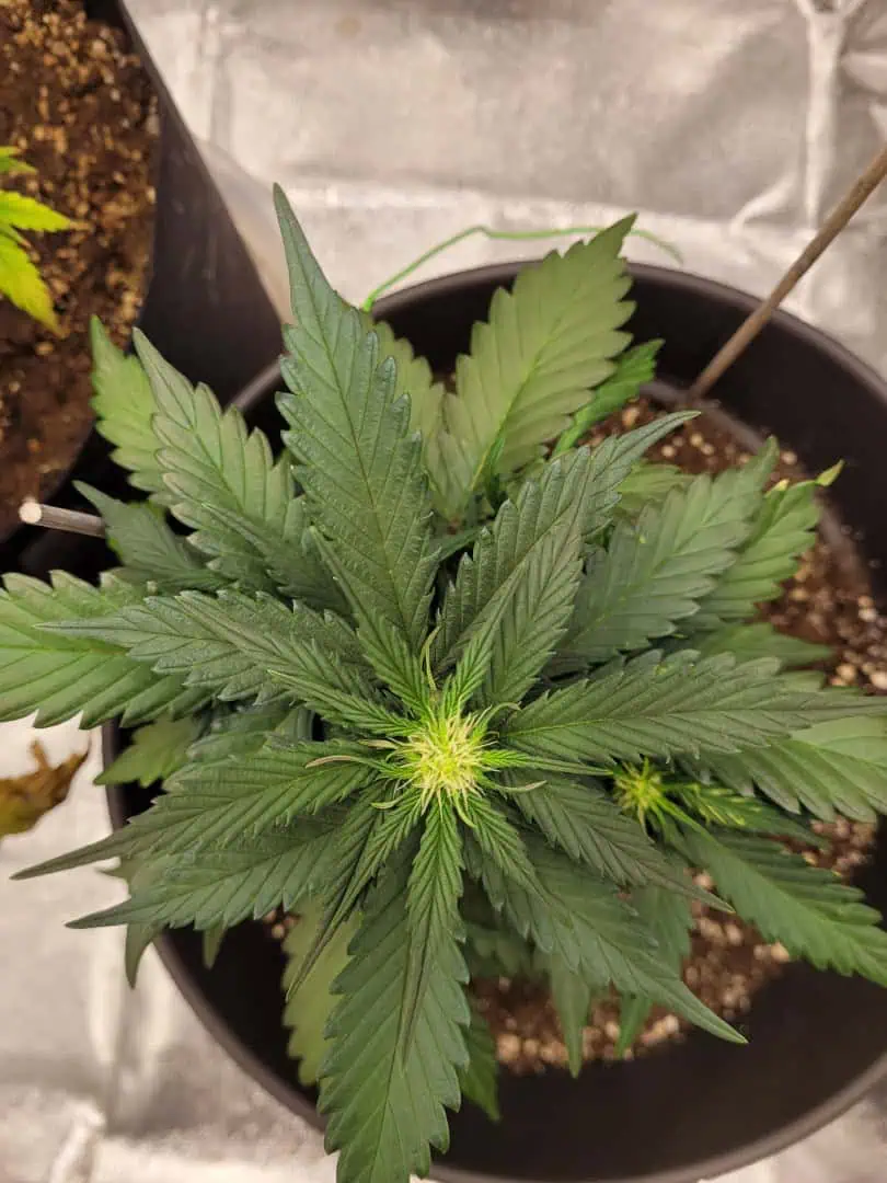 Grow #1 — flower, day 38