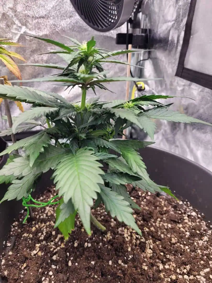 Grow #1 — flower, day 38