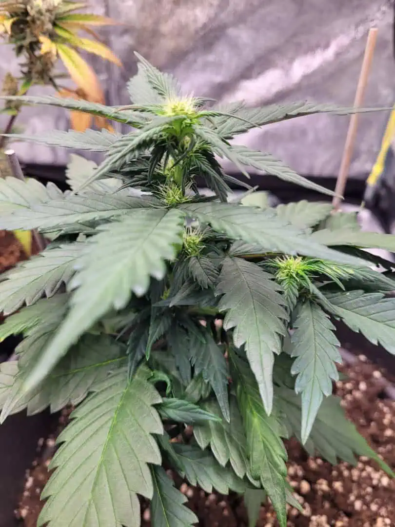 Grow #1 — flower, day 38