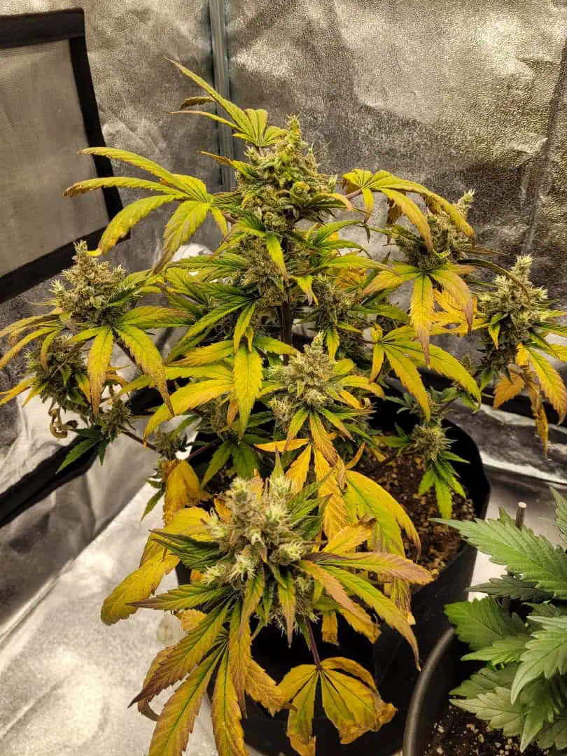 Almost Finished  — flower, day 79