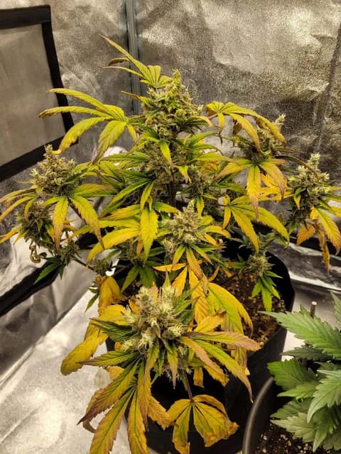 Almost Finished  — flower, day 79