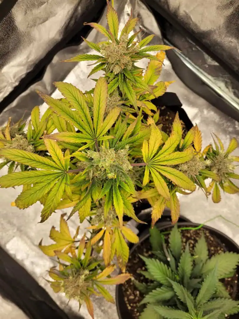 Almost Finished  — flower, day 79