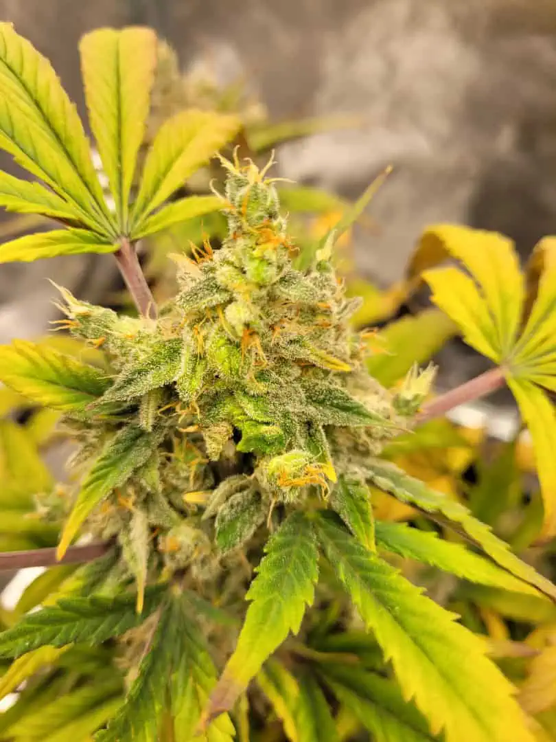 Almost Finished  — flower, day 79