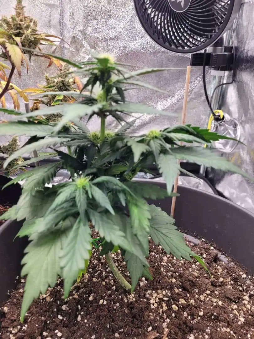 Grow #1 — flower, day 41