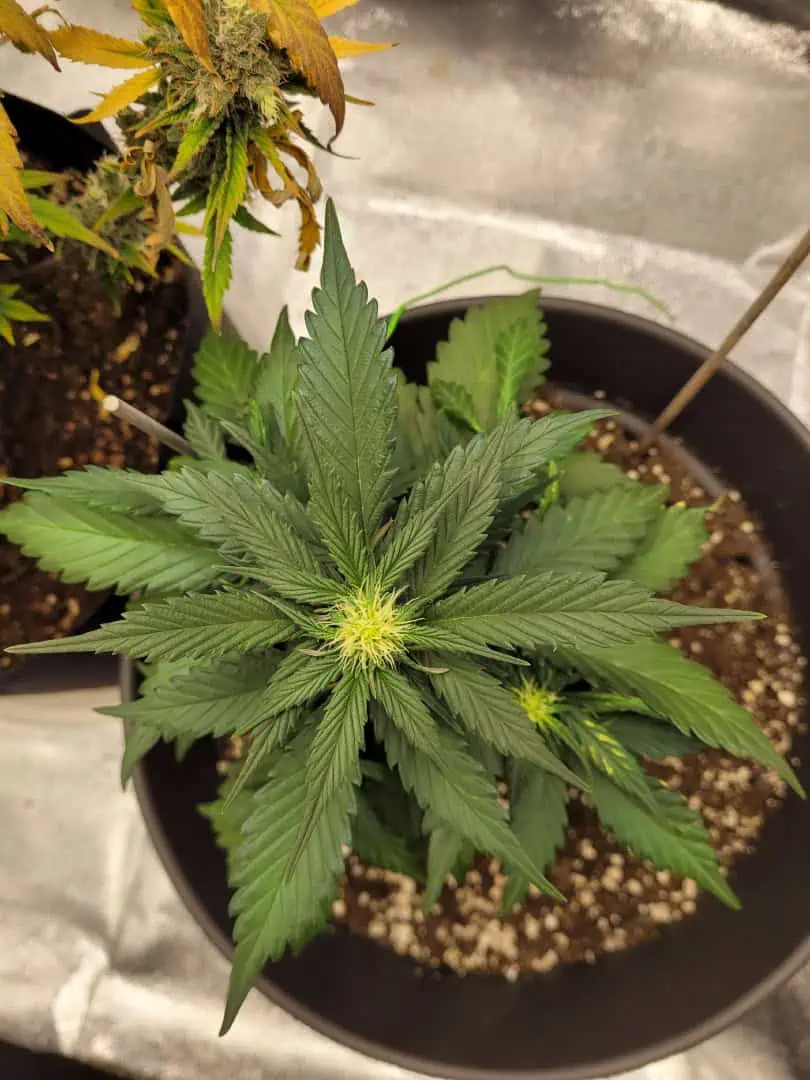 Grow #1 — flower, day 41