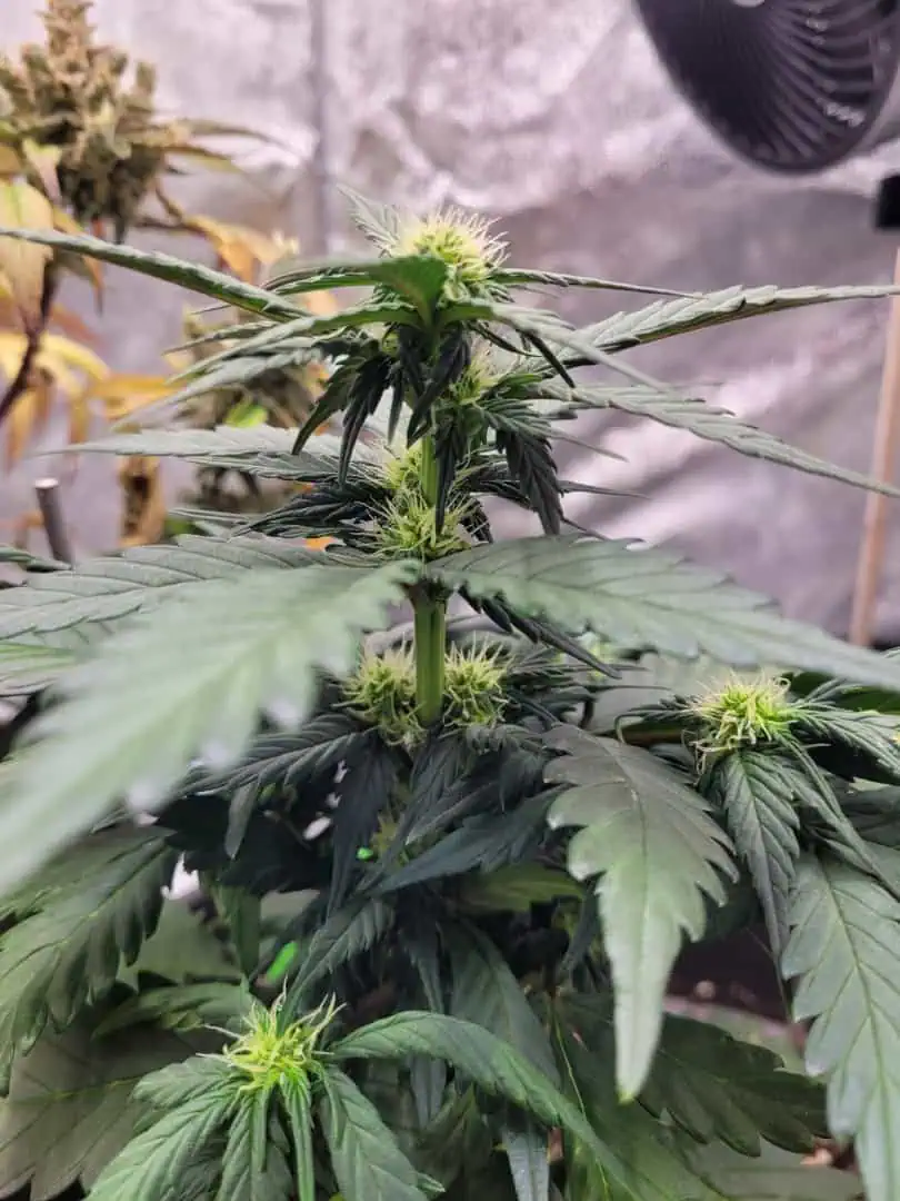 Grow #1 — flower, day 41