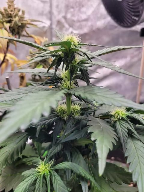 Grow #1 — flower, day 41