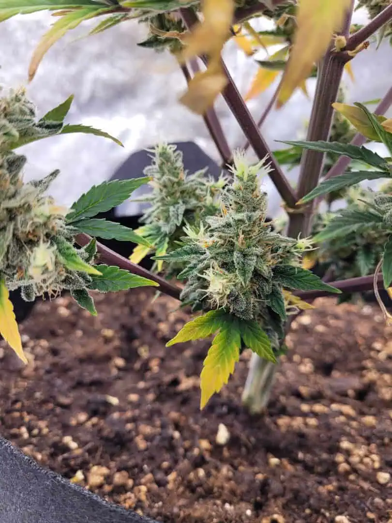 Almost Finished  — flower, day 83