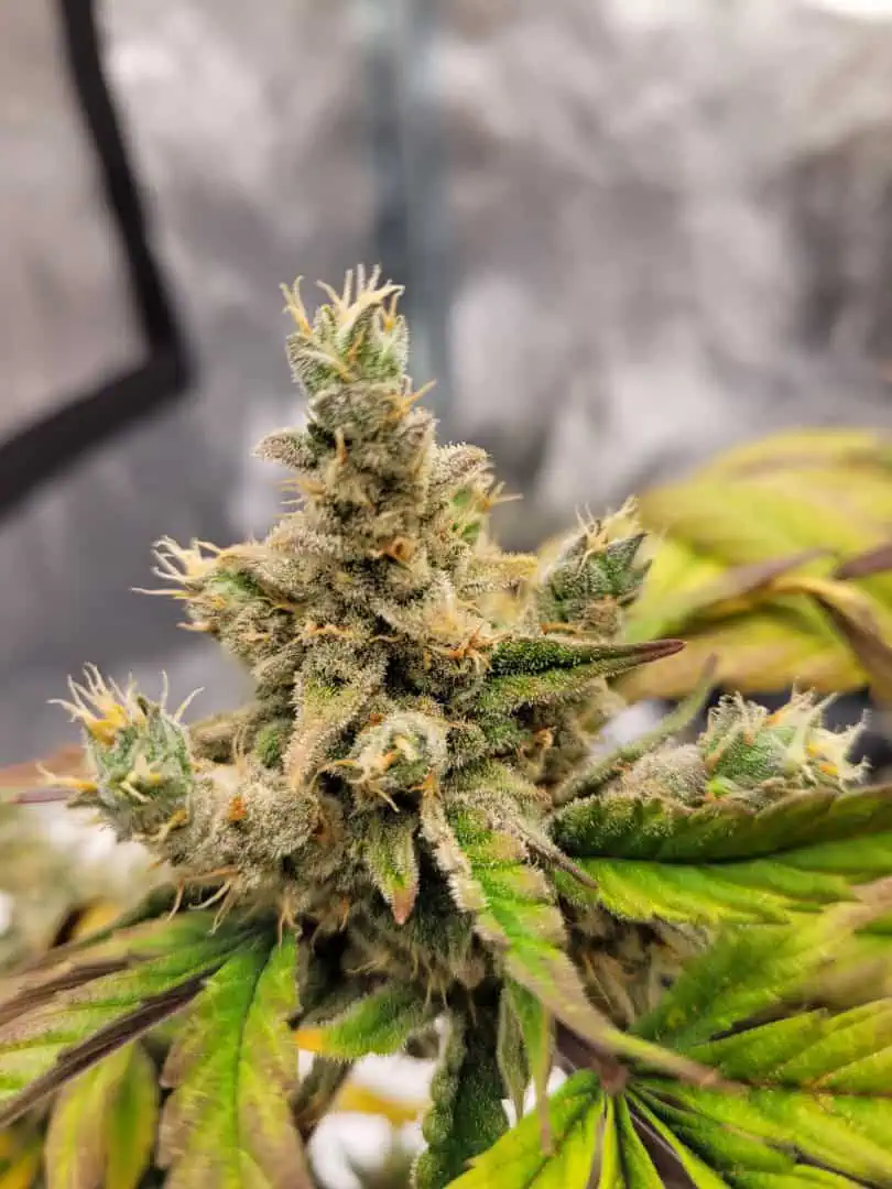 Almost Finished  — flower, day 83