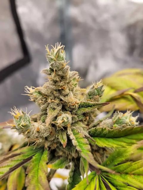 Almost Finished  — flower, day 83