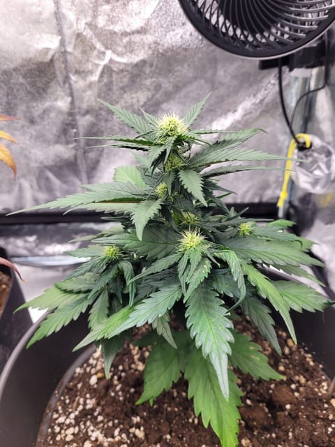 Grow #1