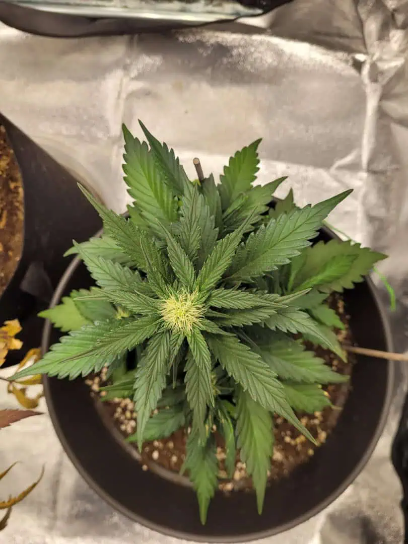 Grow #1 — flower, day 43