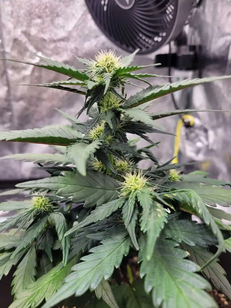 Grow #1 — flower, day 43