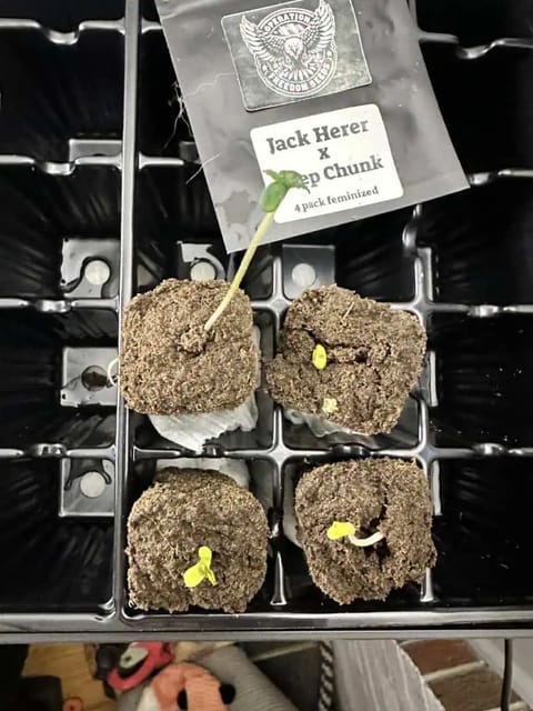jack Herer & Deep Chunk — seedling_rooting, day 1