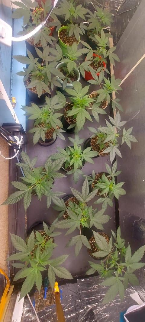The Unknown Strain — vegetative, day 1