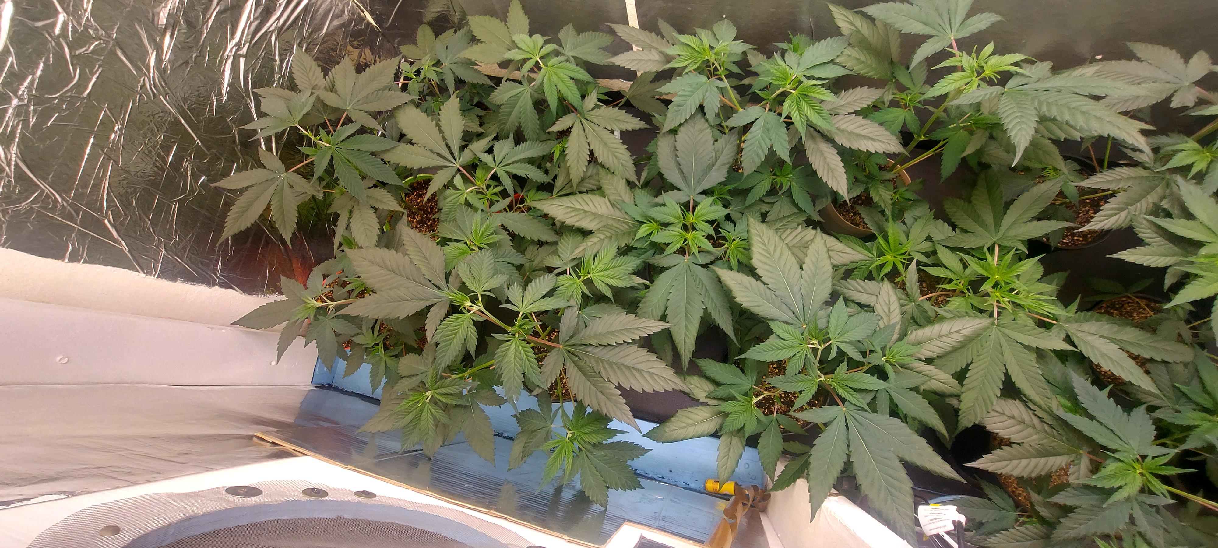 The Unknown Strain — vegetative, day 1