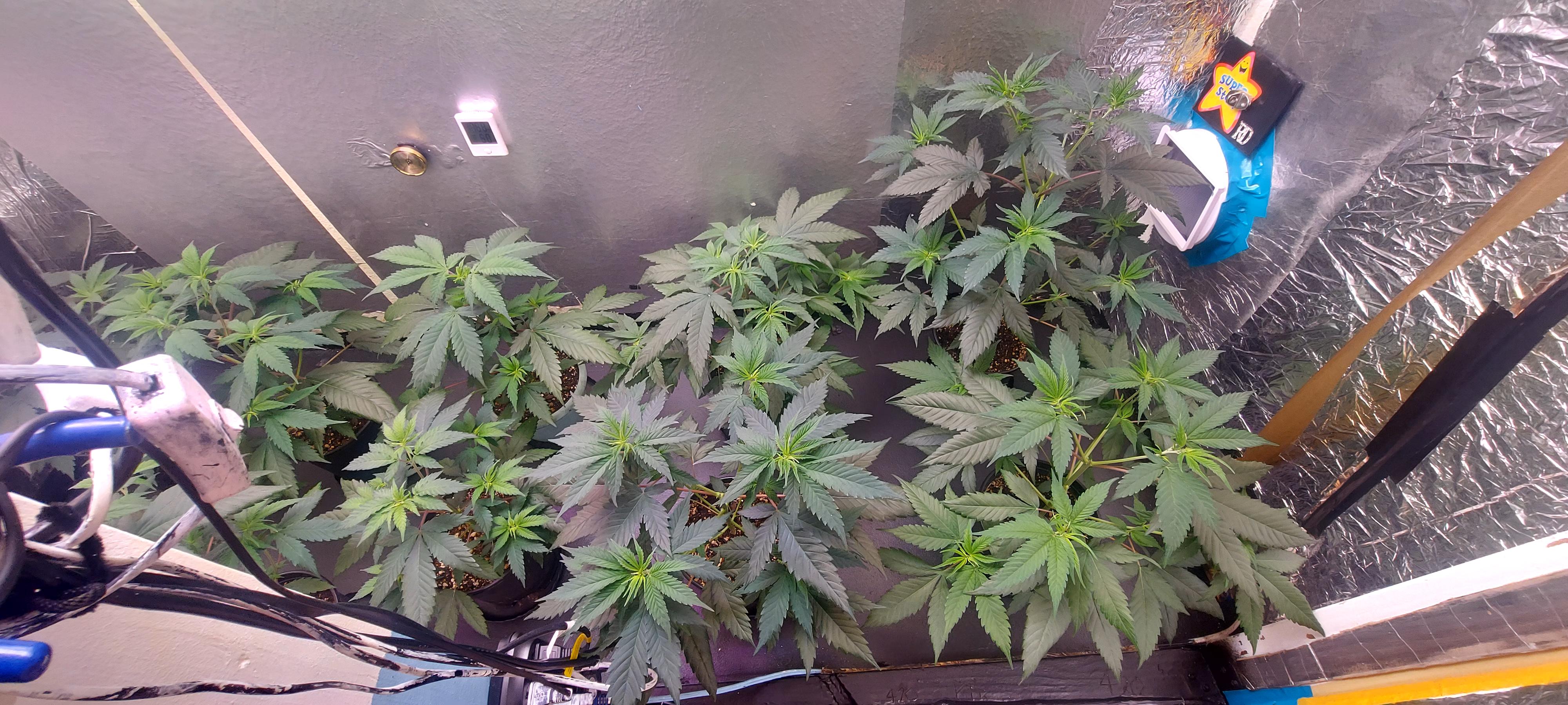 The Unknown Strain — vegetative, day 1