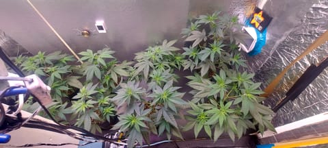The Unknown Strain — vegetative, day 1
