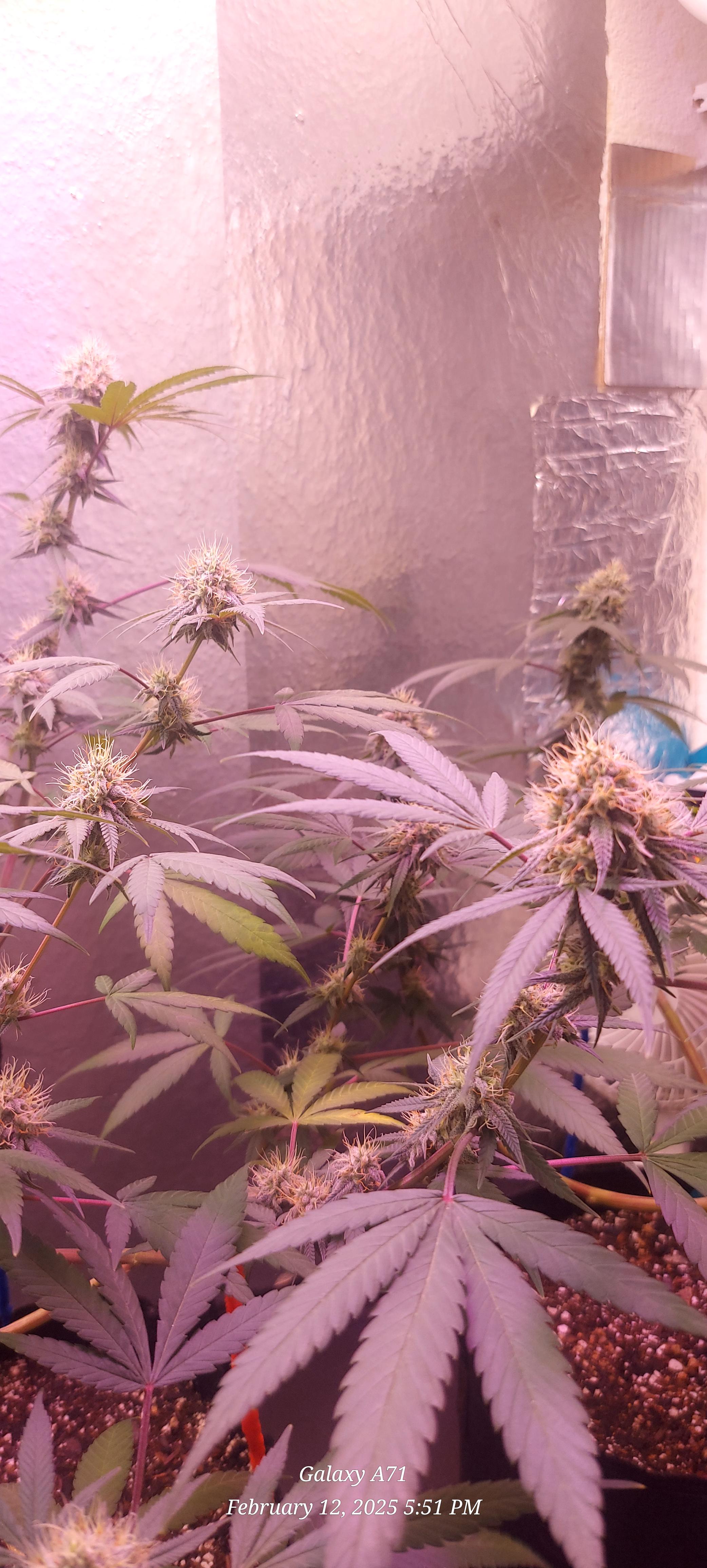 The Unknown Strain — flower, day 65