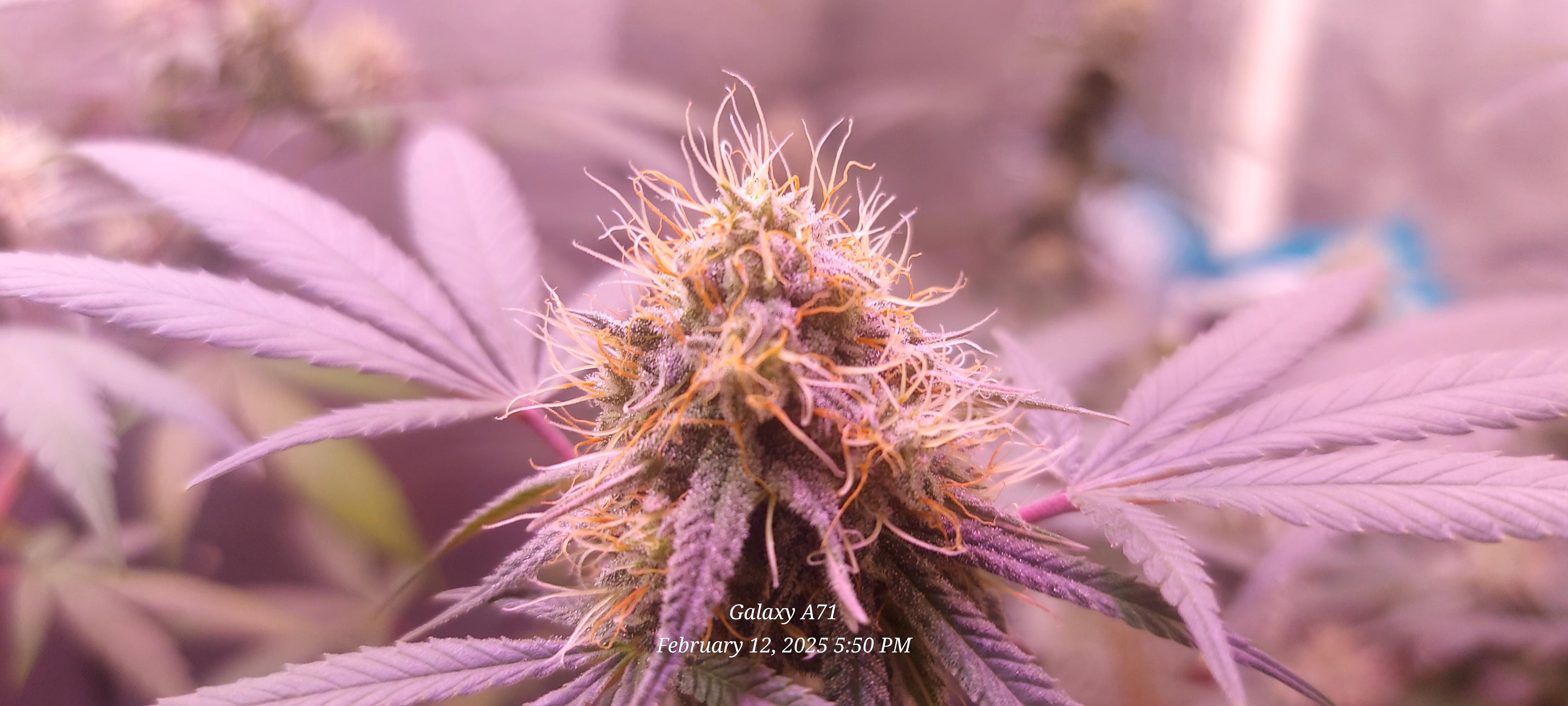 The Unknown Strain — flower, day 65