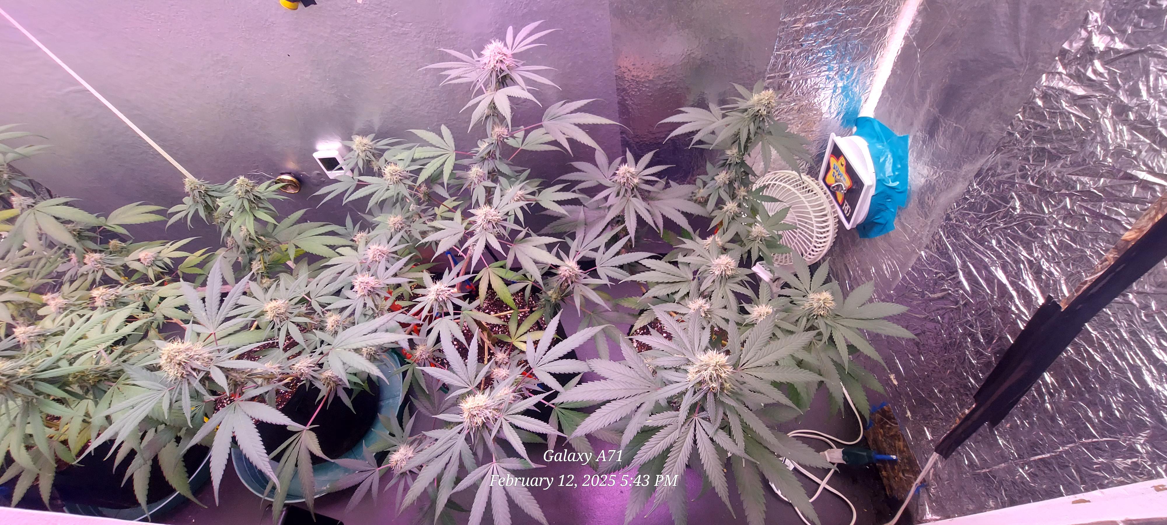 The Unknown Strain — flower, day 65