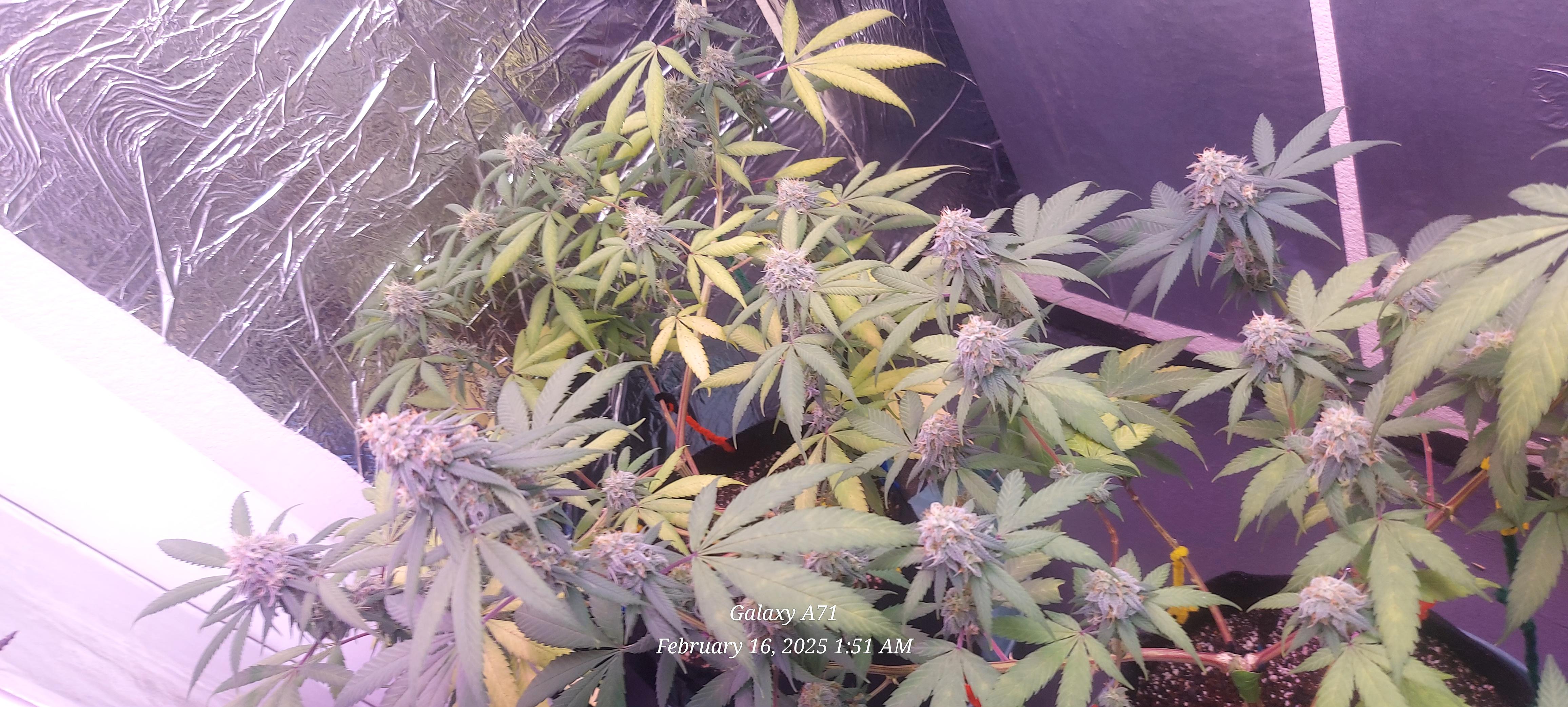 The Unknown Strain — flower, day 68