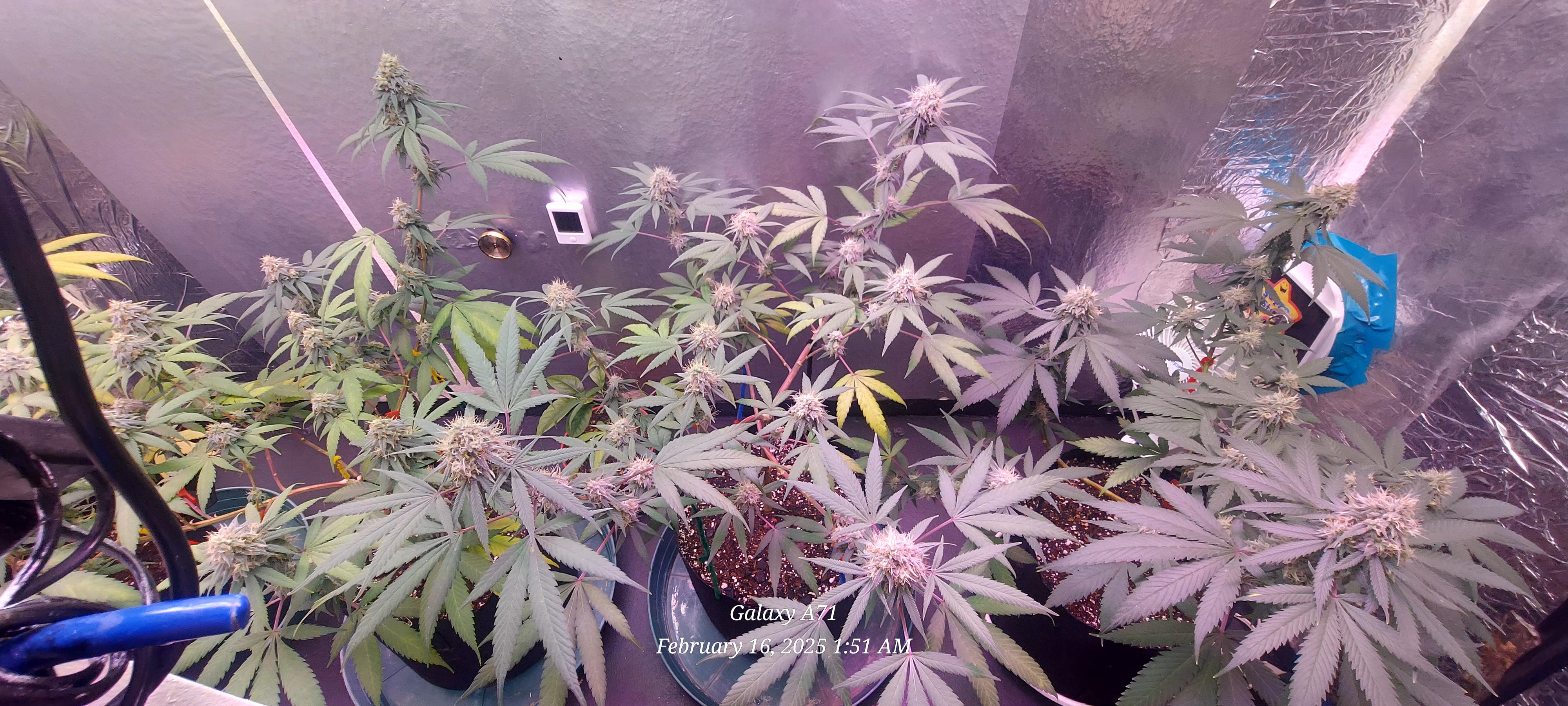 The Unknown Strain — flower, day 68