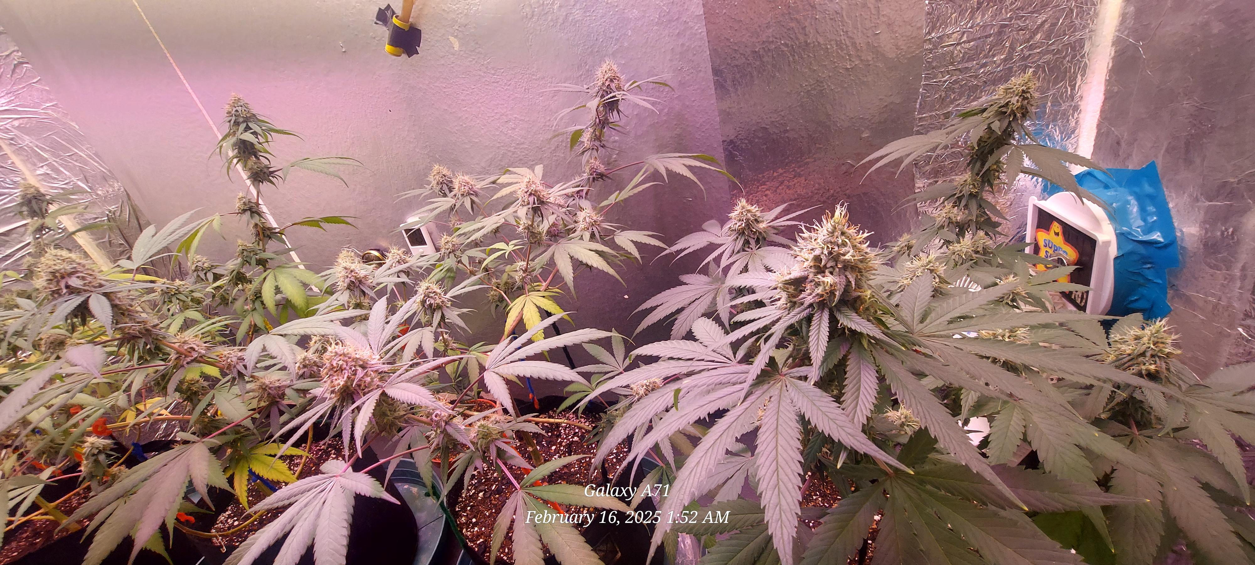 The Unknown Strain — flower, day 68