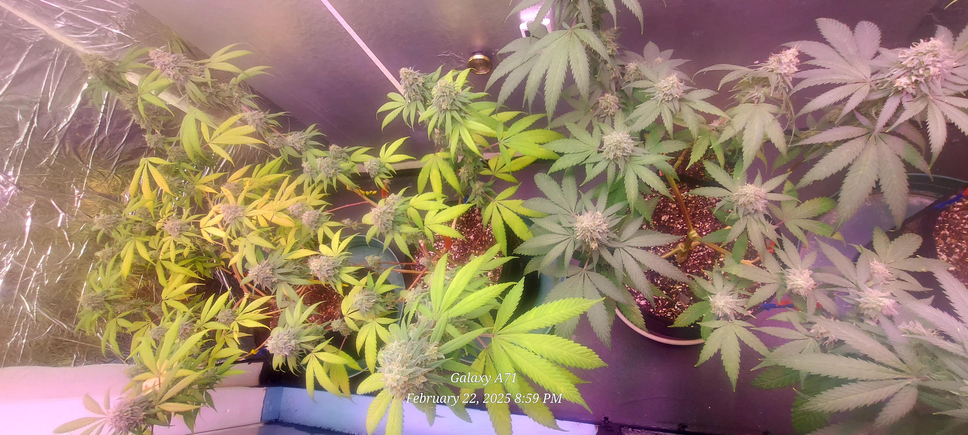 The Unknown Strain — flower, day 74