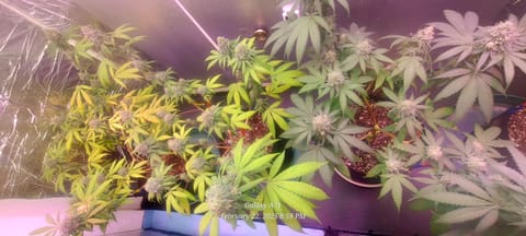 The Unknown Strain — flower, day 74
