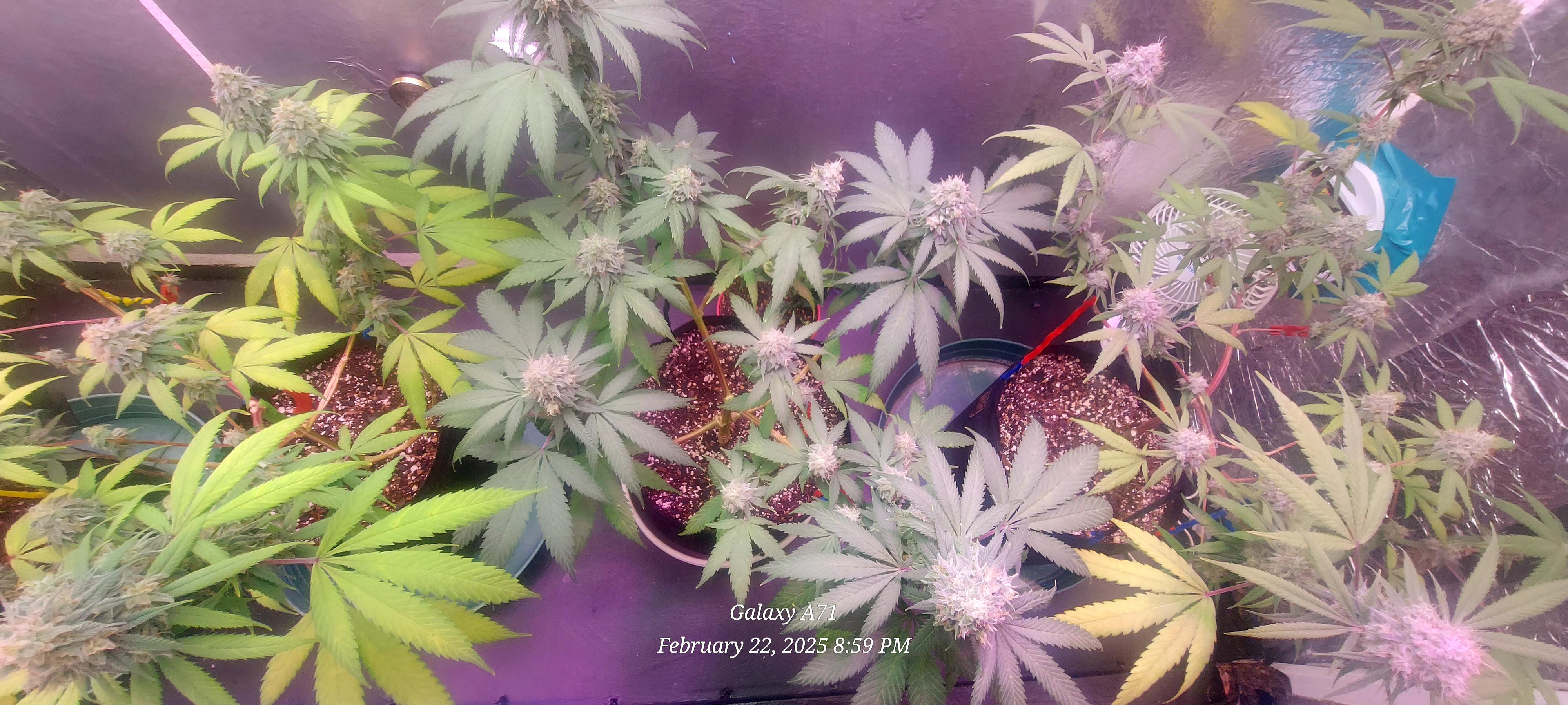 The Unknown Strain — flower, day 74