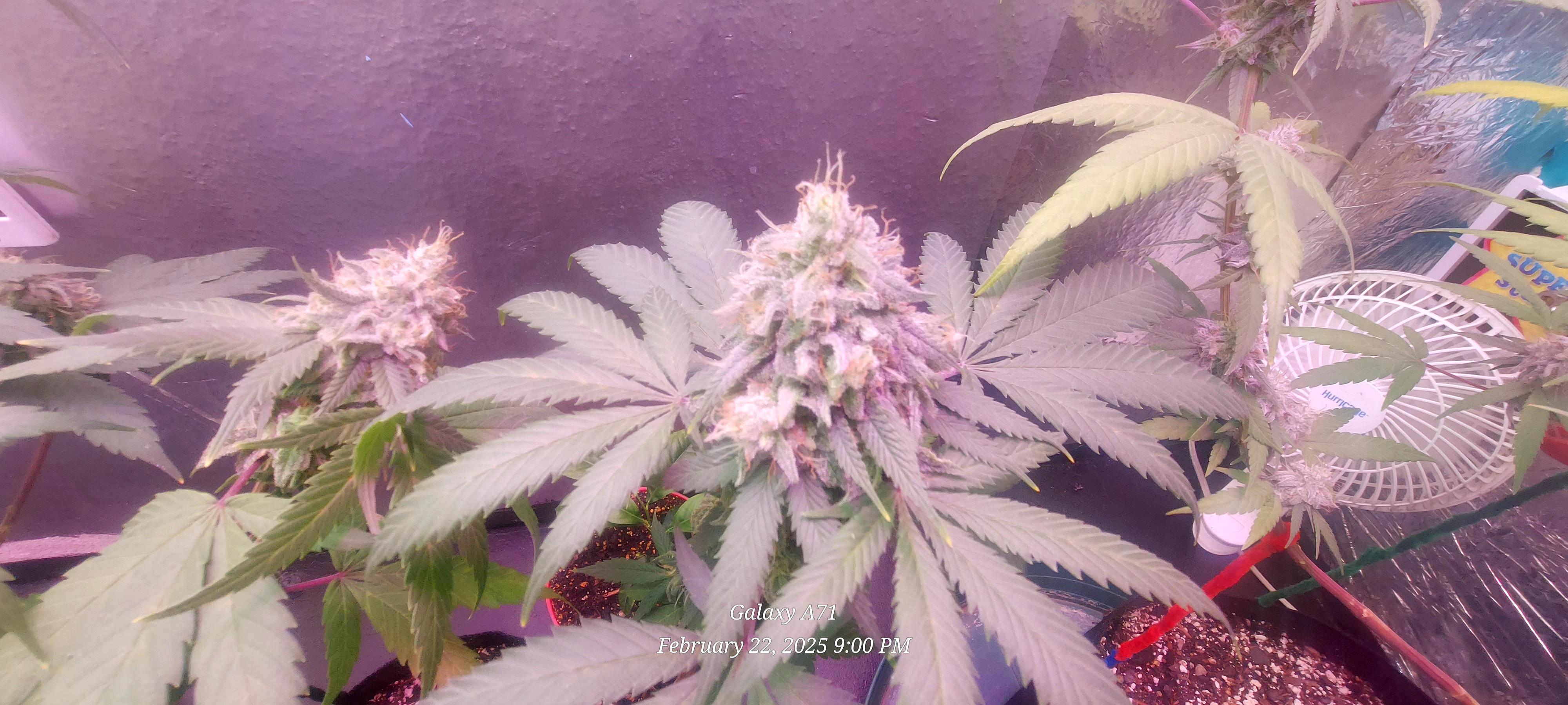 The Unknown Strain — flower, day 74