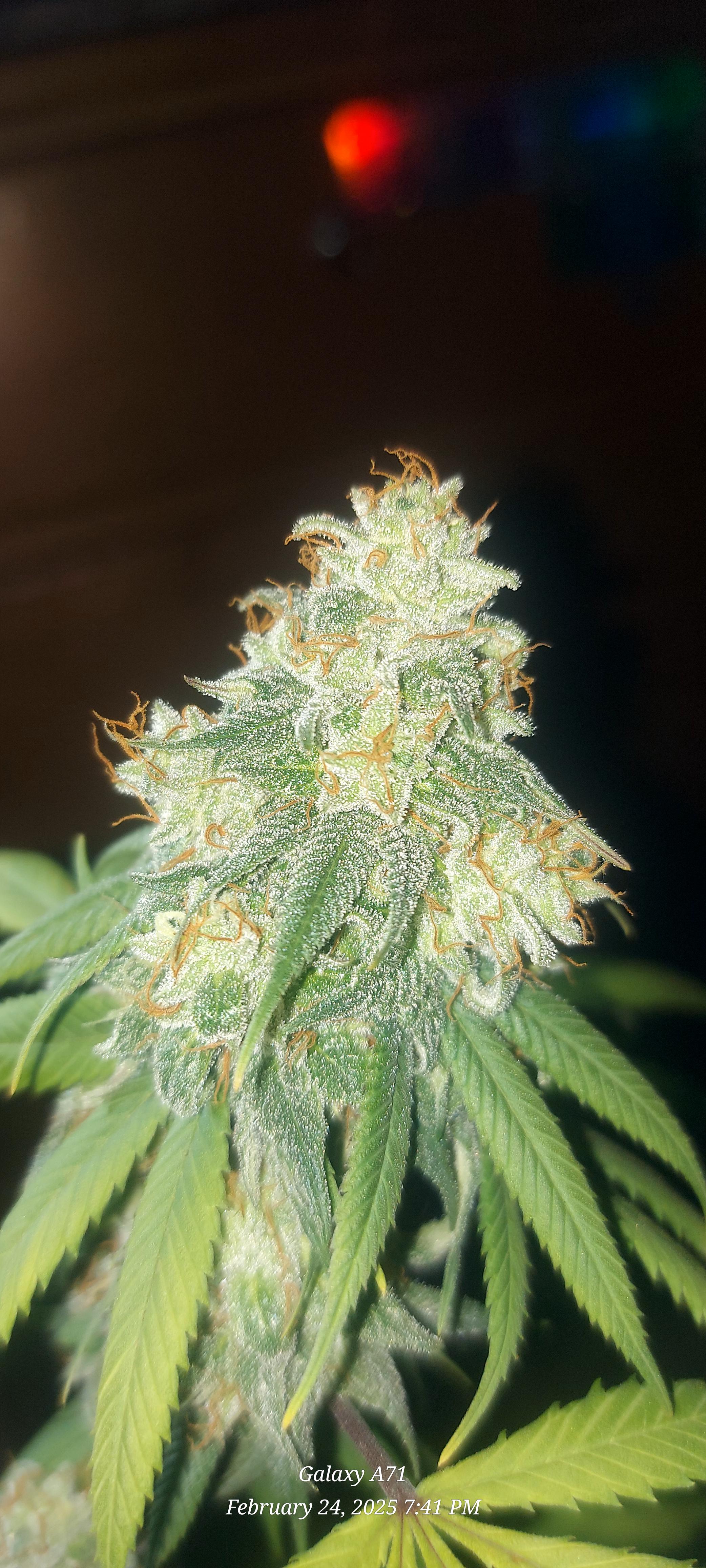The Unknown Strain — harvest, day 83