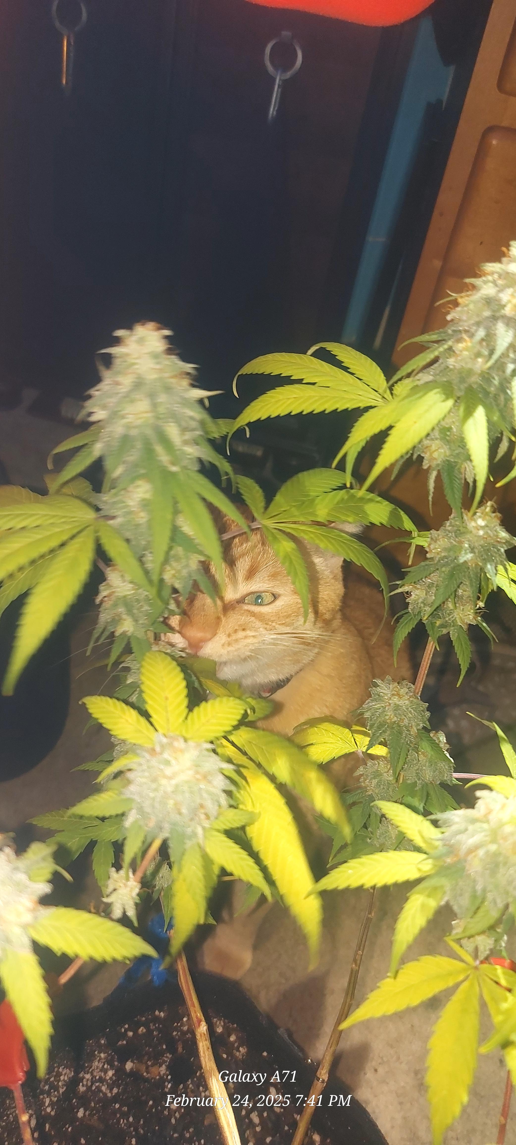 The Unknown Strain — harvest, day 83