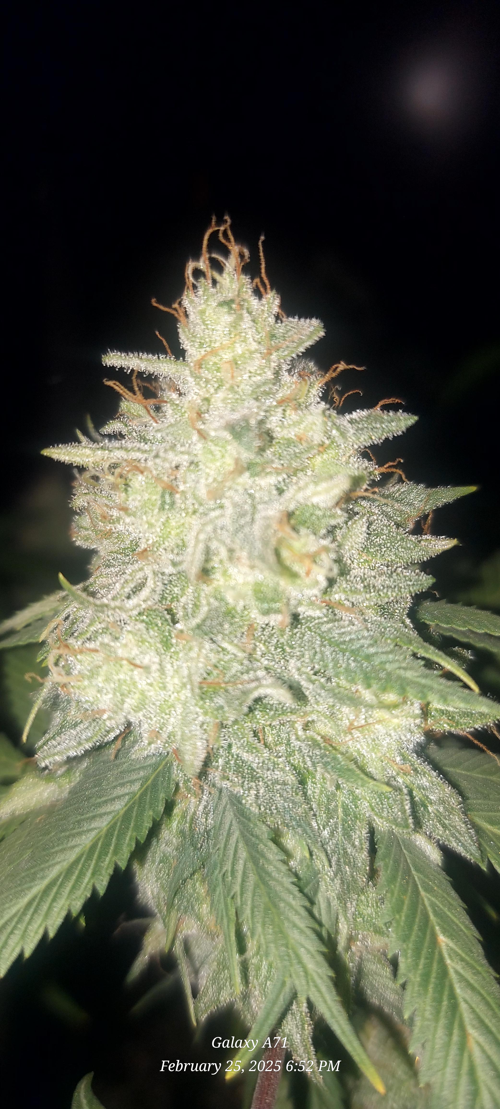 The Unknown Strain — harvest, day 83