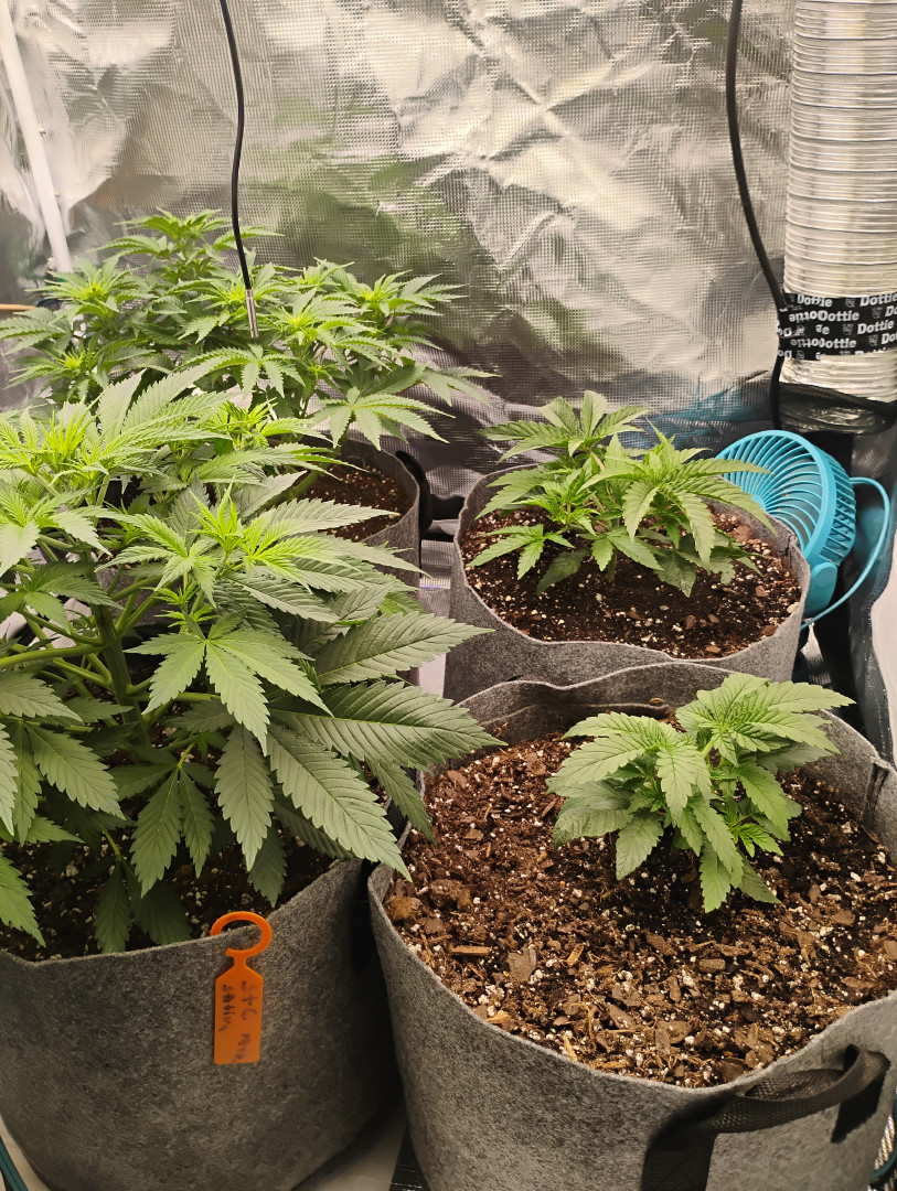 latest grow 