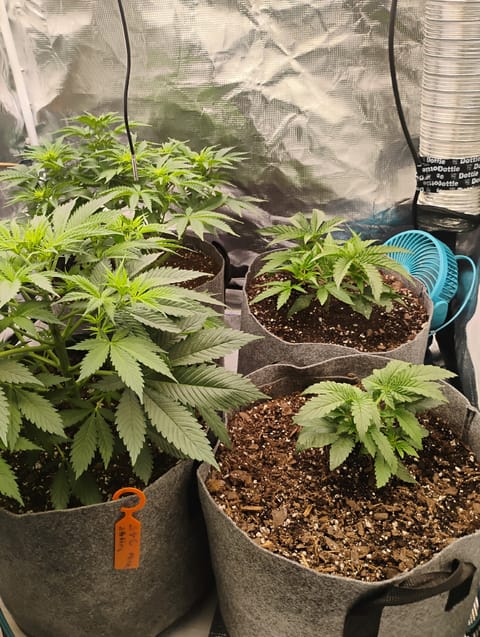 latest grow 