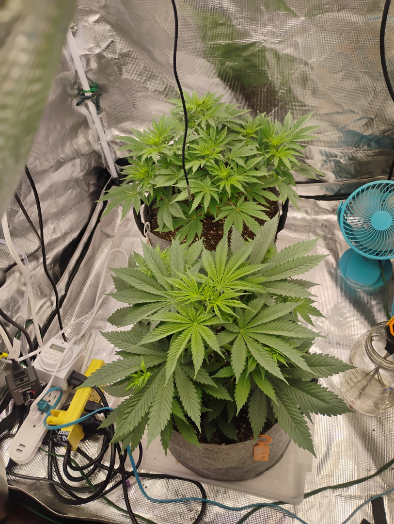latest grow  — flower, day 1