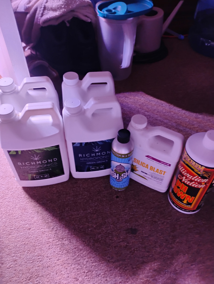 latest grow  — flower, day 1