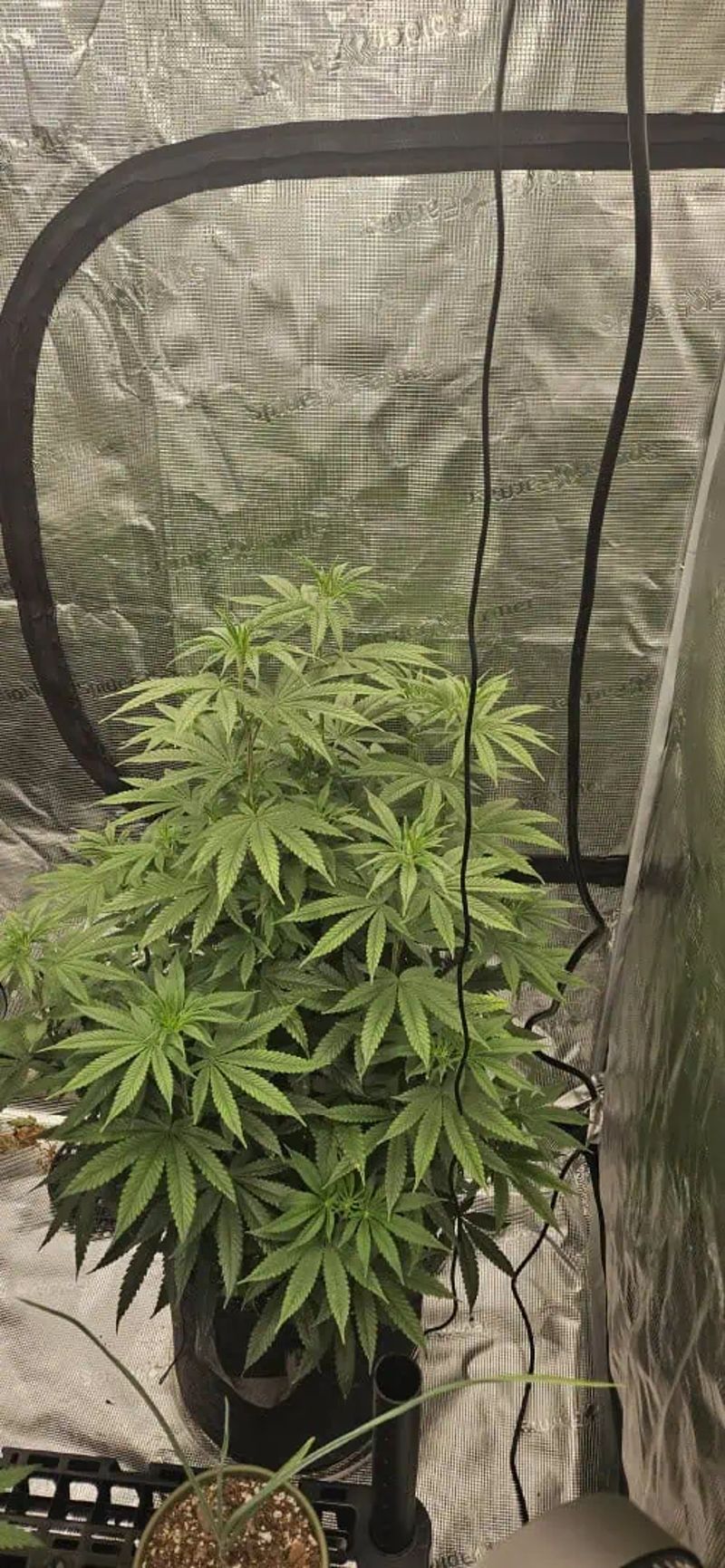 first grow