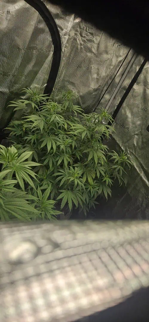 first grow — flower, day 1