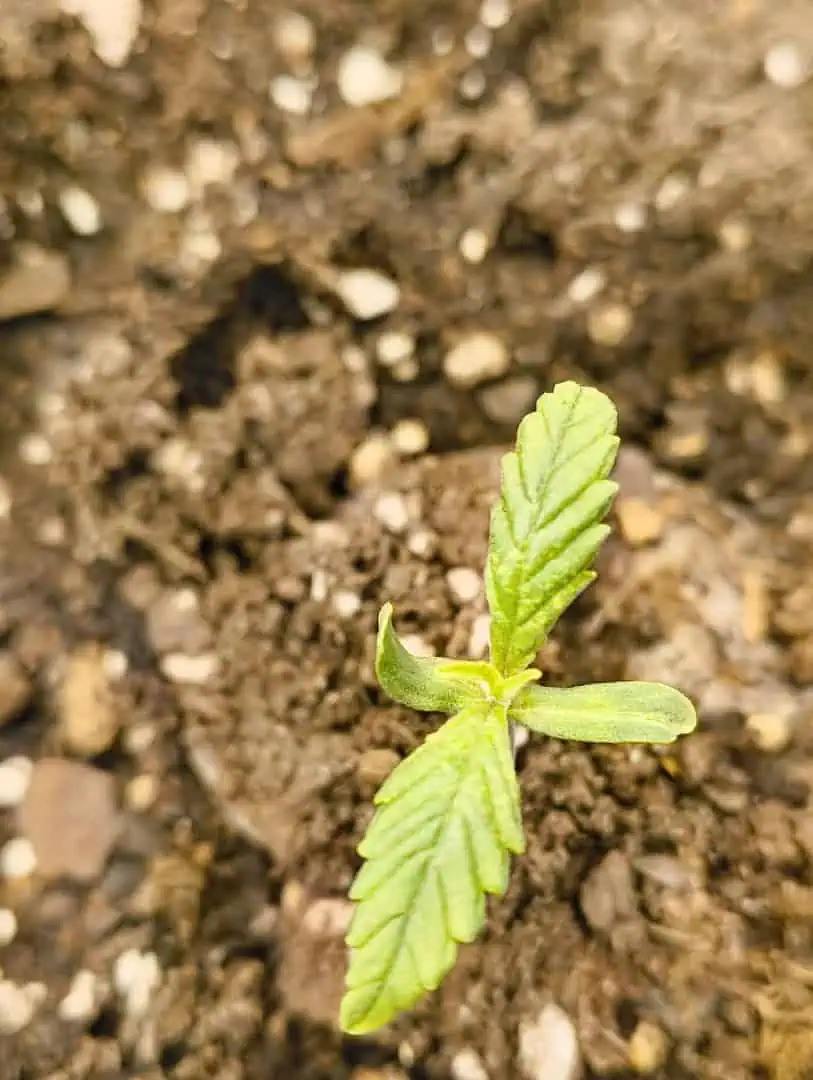Brothers Grimm — seedling_rooting, day 1