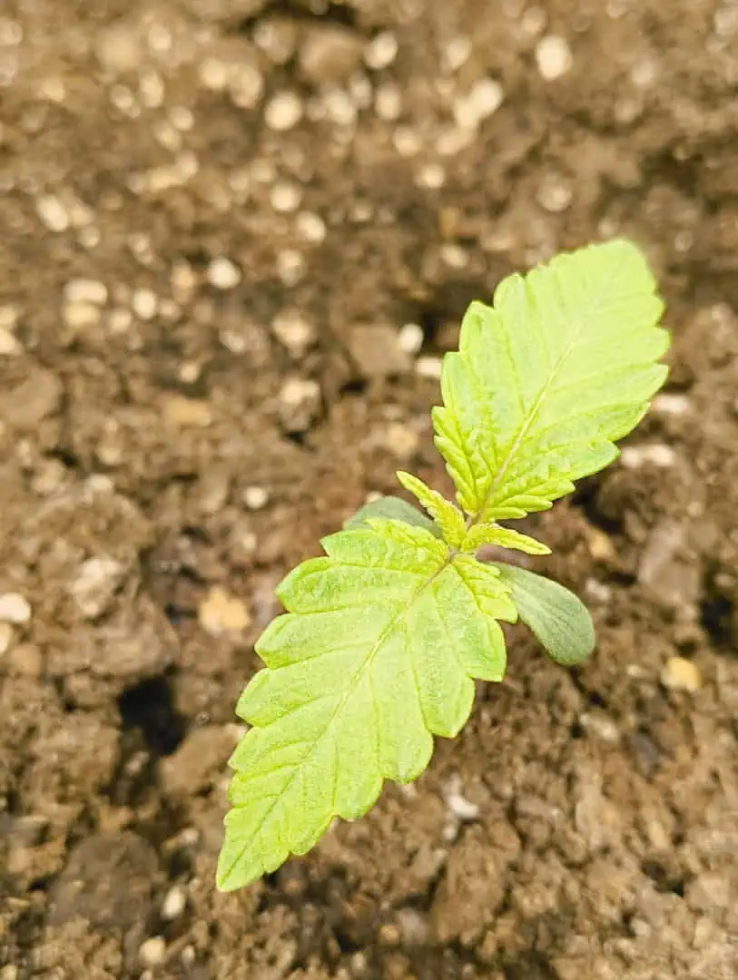 Brothers Grimm — seedling_rooting, day 1