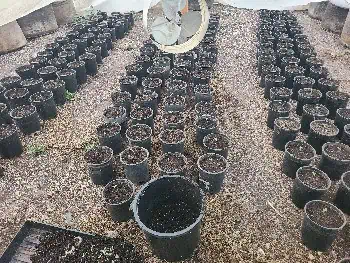 First Grow — germination, day 2