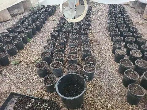 First Grow — germination, day 2