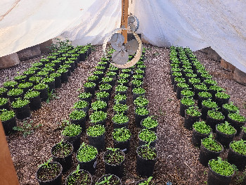 First Grow — vegetative, day 2